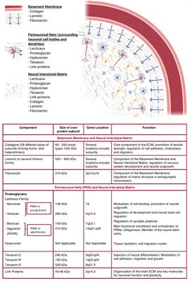 A State-of-the-Art of Functional Scaffolds for 3D Nervous Tissue Regeneration